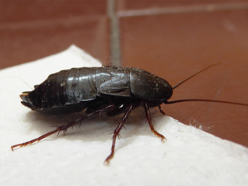 Черный таракан